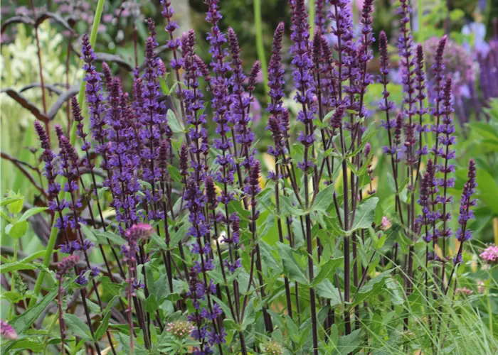 Salvia nemorosa 'Caradonna'