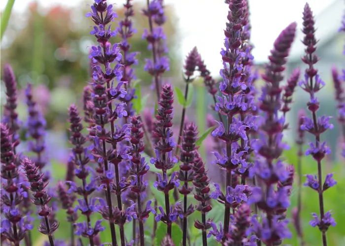 Salvia nemorosa 'Caradonna'
