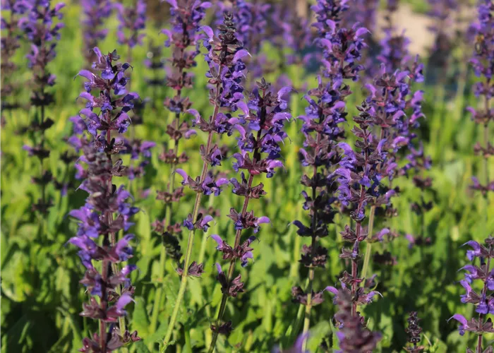 Salvia nemorosa 'Mainacht'