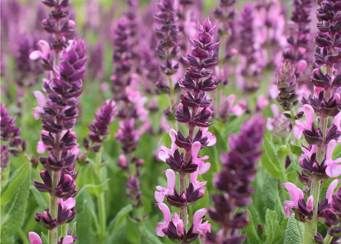 Salvia nemorosa 'Eos'