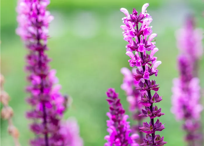 Salvia nemorosa 'Pink Caradonna' -R-