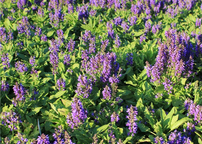 Salvia nemorosa 'Marcus' -R-