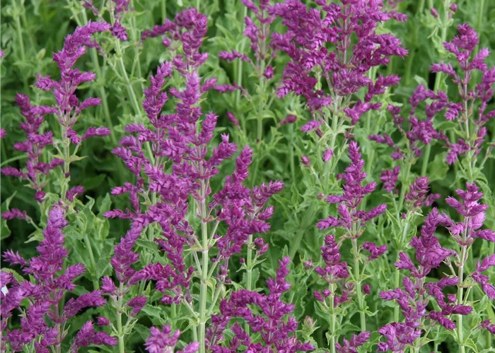 Salvia nemorosa 'Schwellenburg'