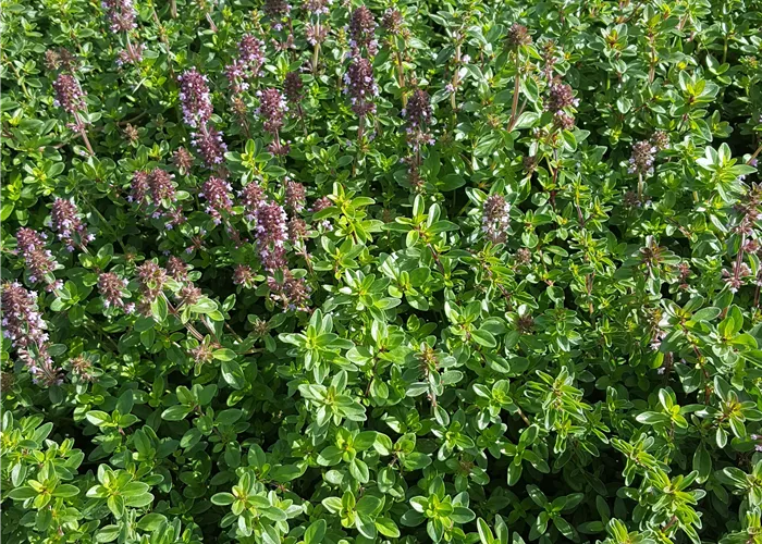 Thymus pulegioides