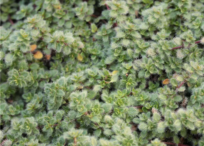 Thymus praecox var.pseudolanuginosus