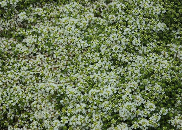 Thymus praecox 'Albiflorus'