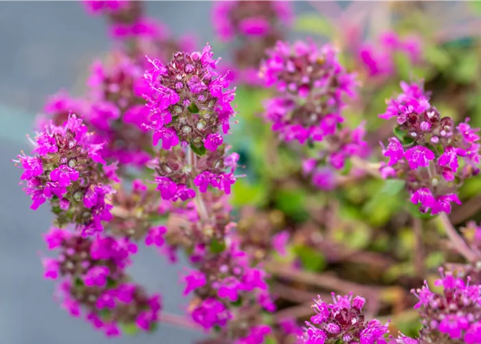 Thymus praecox 'Purpurteppich'