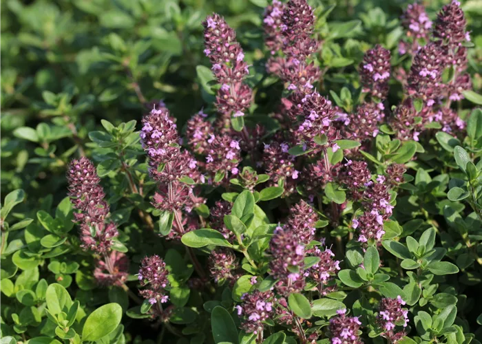 Thymus serpyllum