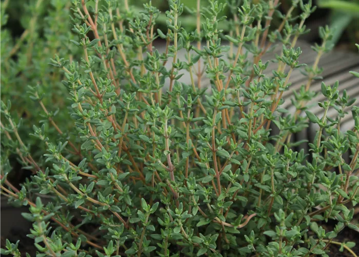Thymus vulgaris