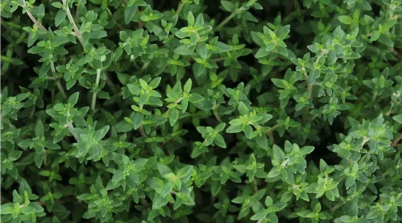 Thymus vulgaris 03-983-0-3456-3456.JPG