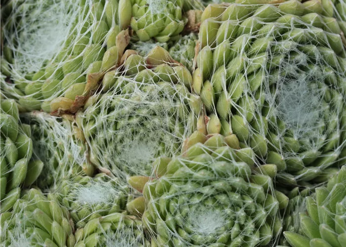 Sempervivum arachn.ssp.arachnoideum