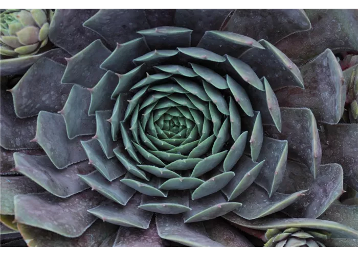 Sempervivum tectorum 'Feldmaier'