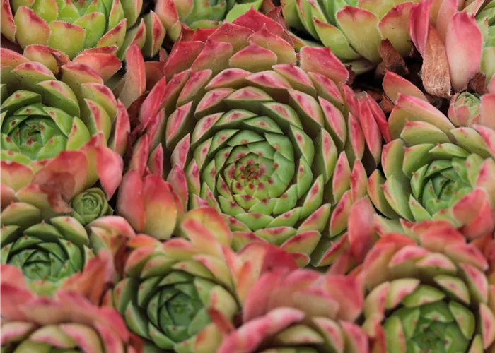 Sempervivum hybr. 'Chrome Green'