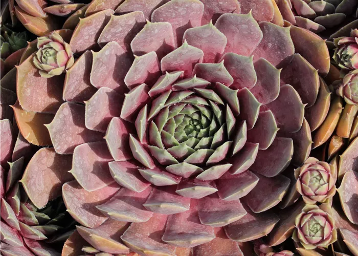 Sempervivum hybr. 'Purple Quartz'