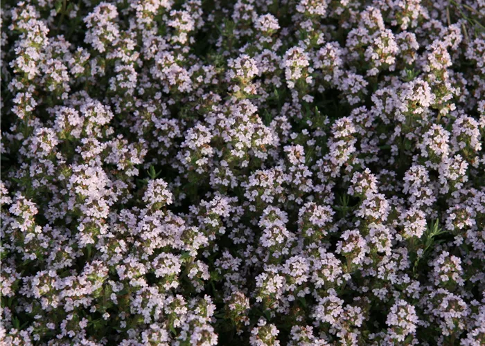Thymus x cherlerioides 'Duftkissen' -R-