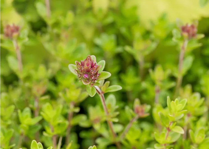 Thymus x citriodorus 'Lemon'