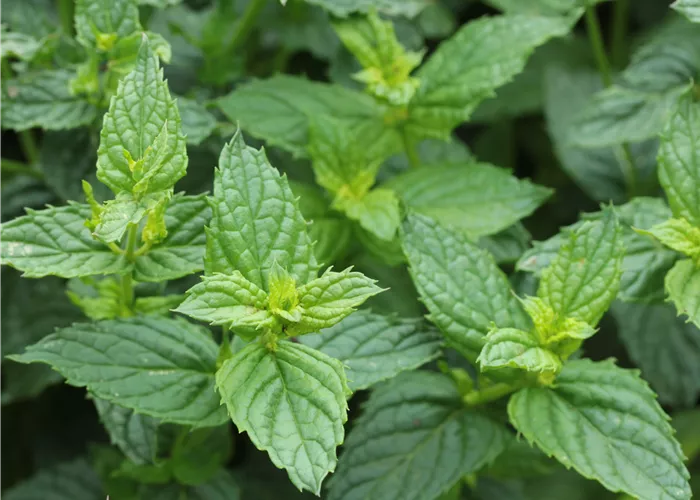 Mentha x piperita