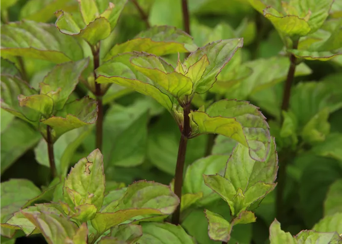 Mentha x piperita 'Orange'
