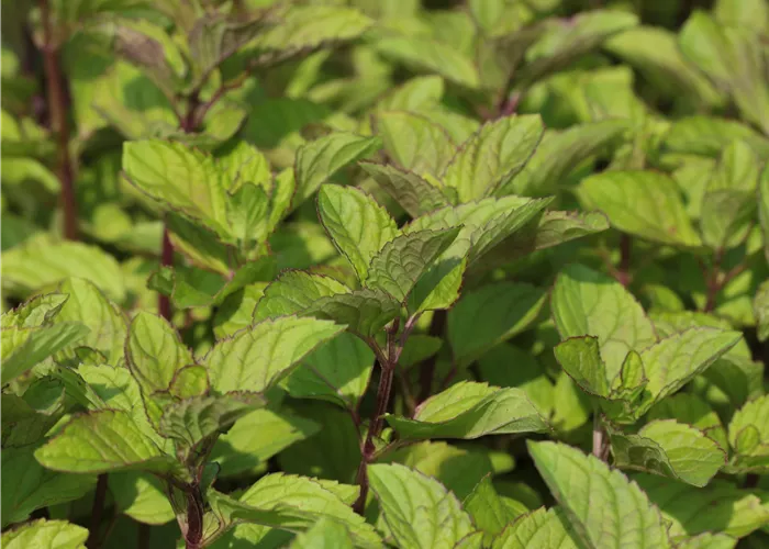 Mentha x piperita var. citrata 'Grapefruit'