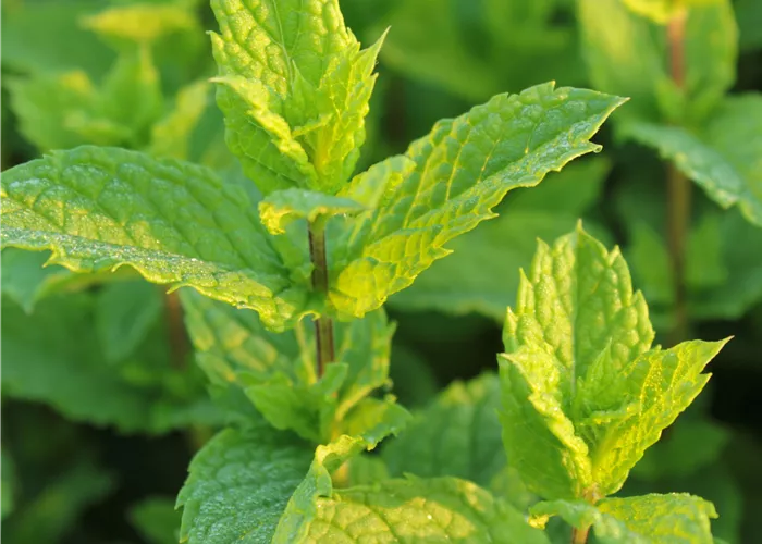 Mentha spicata 'Maroccan'