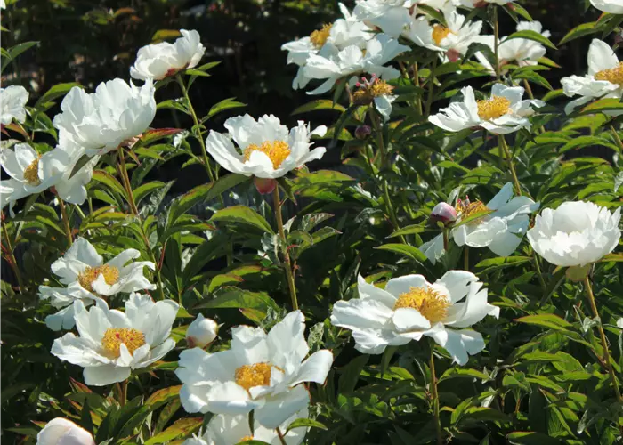 Paeonia x lactiflora 'Jan van Leeuwen'