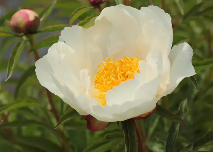 Paeonia x lactiflora 'White Wings'