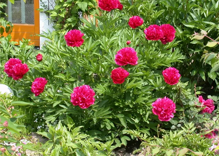 Paeonia x lactiflora 'Inspecteur Lavergne'
