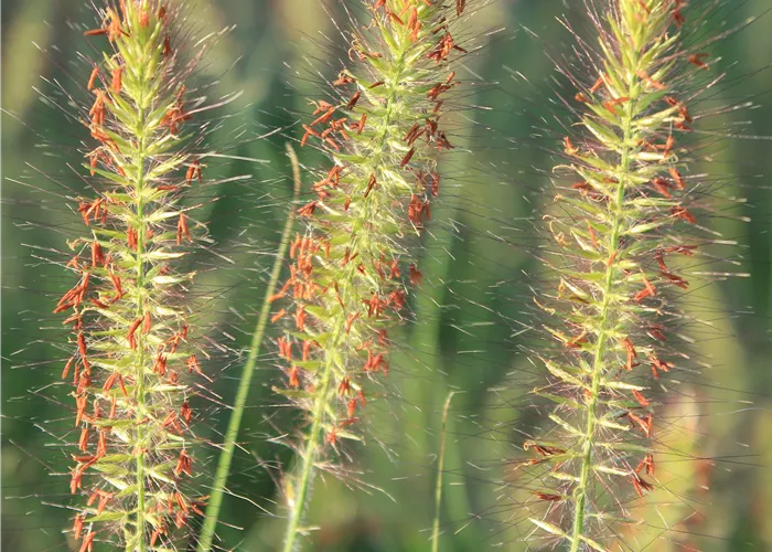 Pennisetum alopecuroides 'Hameln'