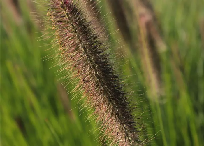 Pennisetum alopecuroides 'Japonicum'