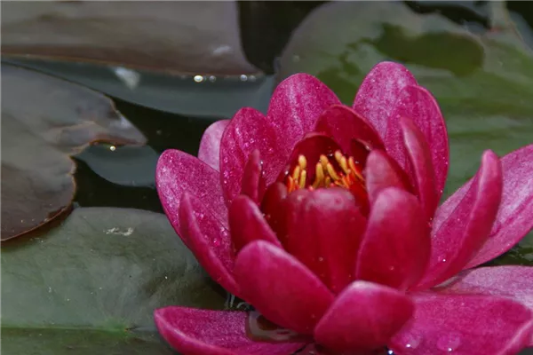 Garten-Seerose 'James Brydon'