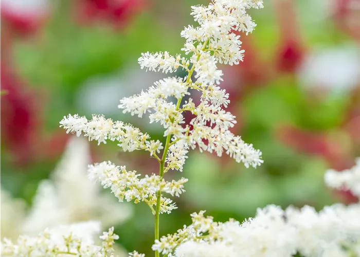Astilbe x japonica 'Deutschland'