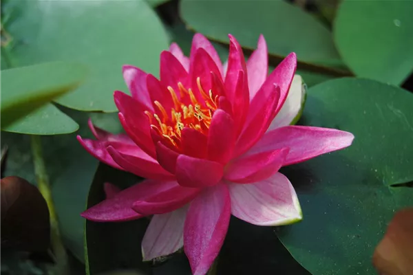 Garten-Seerose 'Escarboucle'