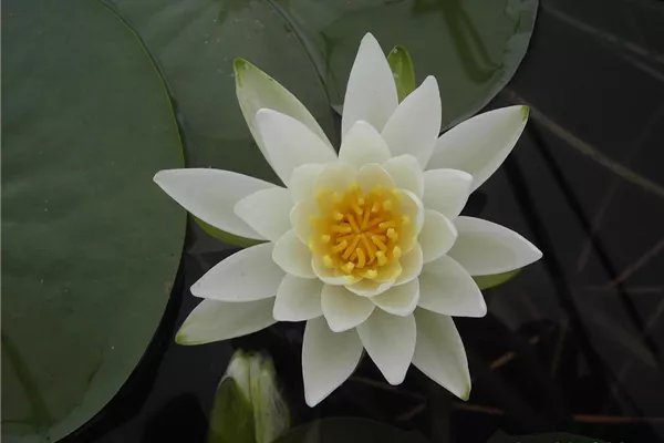 Garten-Seerose 'Gladstoniana'