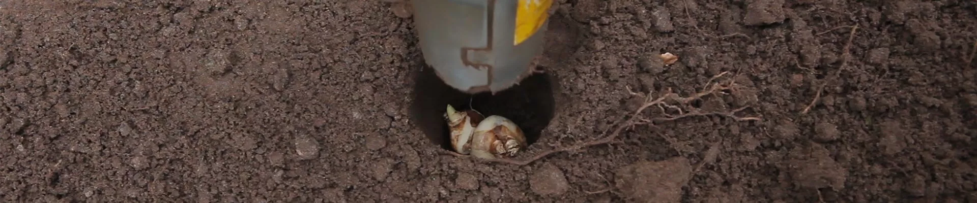 Narzissen - Blumenzwiebeln einpflanzen (thumbnail)