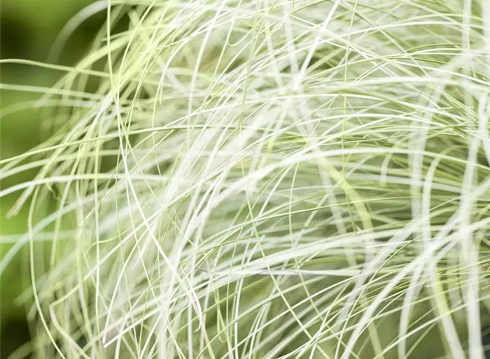 Bräunliche Garten-Segge