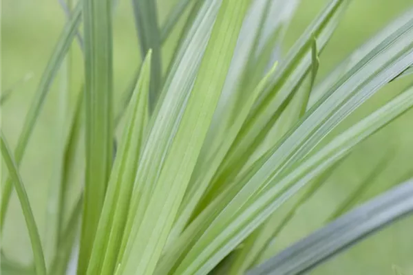 Teppich-Japan-Segge 'Irish Green'
