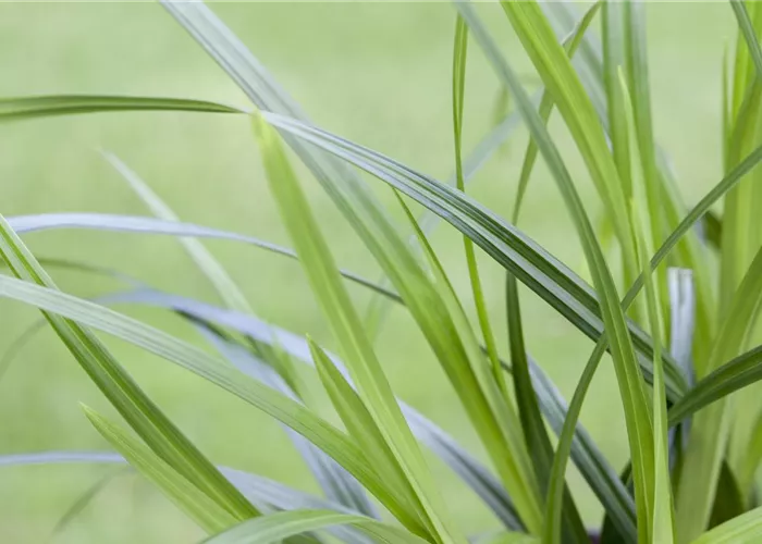 Carex foliosissima 'Irish Green'