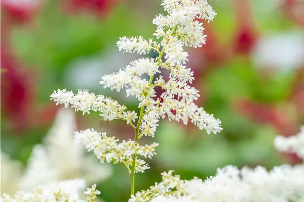 Garten-Prachtspiere 'Deutschland'