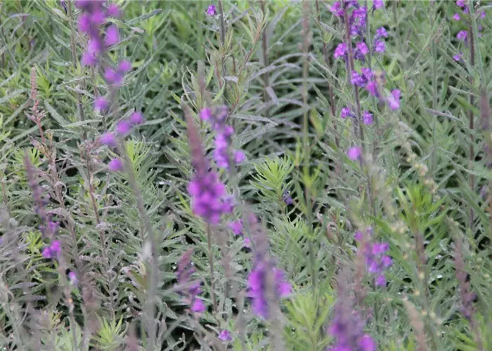 Linaria purpurea