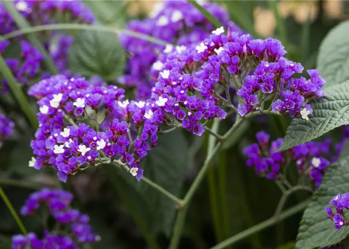Limonium latifolium