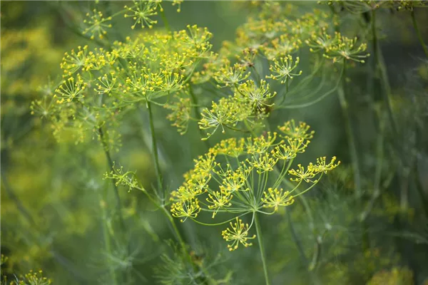 Dill