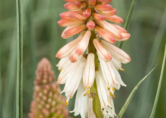 Kniphofia uvaria 'Orange Vanilla Popsicle' -R-