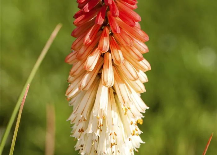 Kniphofia uvaria 'Flamenco'