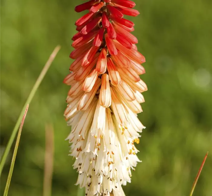 Fackellilien – ein florales Flammenmeer im Garten