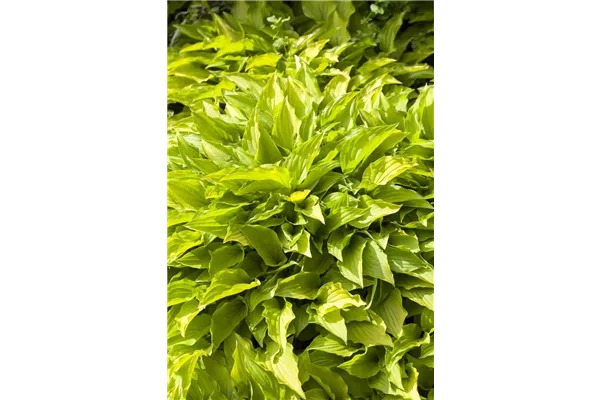 Gelblaubige Garten-Funkie 'Gold Drop'