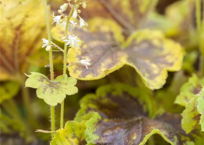 Heucherella(x) tiarell.'Solar Eclipse' -R-