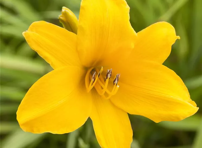 Garten-Taglilie 'Atlas'