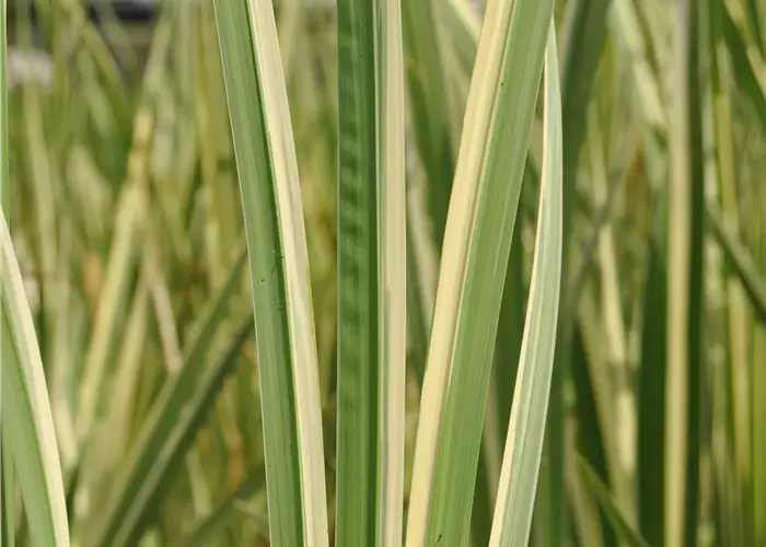 Acorus calamus 'Variegatus'