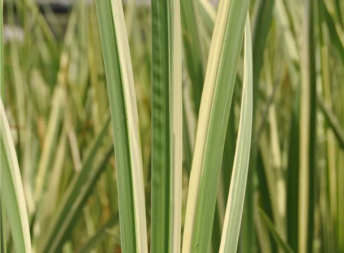 Kalmus 'Variegatus'