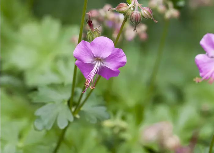 Geranium x cantabrigiense 'Berggarten'